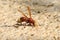 Dangerous and poisonous Oriental hornet, Vespa orientalis