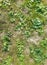 Dangerous poisonous plant Sosnovsky hogweed. Early spring. The first leaves of hogweed in the grass. For the background