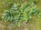 Dangerous poisonous plant Sosnovsky hogweed. Early spring. The first leaves of hogweed in the grass. For the background