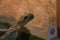 Dangerous poisonous snake in the terrarium - western diamond rattlesnake