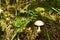 Dangerous poisonous toxic white mushroom growing in the forest. Amanita phalloides