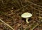 Dangerous poisonous toxic white mushroom growing in the forest. Amanita phalloides