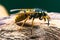 Dangerous and poisonous Vespula germanica wasp