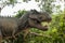 Dangerous prehistoric dinosaurs Tyrannosaurus Rex, T-rex in wildlife. Head of Tyrannosaurus Rex T-Rex in the forest. Dinosaur st