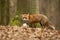 Dangerous red fox with open mouth in the autumnal beech forest