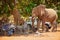 Dangerous situation with wild animal.  A wild African elephant destroying camping equipment and threatens safari visitors. An