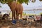 Dangerous situation with wild animal.  A wild African elephant destroying camping equipment and threatens safari visitors. An