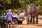 Dangerous situation with wild animal.  A wild African elephant destroying camping equipment and threatens safari visitors. An