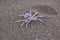 Dangerous spider Namib Desert