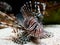 Dangerous Spotfin Lionfish Sitting on Bottom