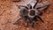 Dangerous tarantula spider in a special terrarium.