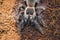 Dangerous tarantula spider in a special terrarium.