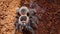 Dangerous tarantula spider in a special terrarium.