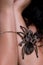 Dangerous tarantula walking around beautiful woman`s body.