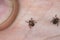 A dangerous tick on human skin