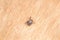 A dangerous tick on human skin