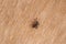 A dangerous tick on skin