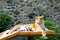 Dangerous tiger cute sunbathes lying on logs