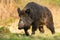 Dangerous wild boar approaching from front on glade in springtime