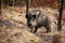 Dangerous wild boar turning around and looking into camera in autumn nature