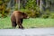 Dangerous wildlife encounter with an american black bear Ursus americanus coming out of the woods, and running through the road