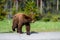 Dangerous wildlife encounter with an american black bear Ursus americanus coming out of the woods, and running through the road