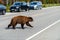 Dangerous wildlife encounter with an american black bear Ursus americanus coming out of the woods, and running through the road