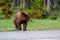 Dangerous wildlife encounter with an american black bear Ursus americanus coming out of the woods, and running through the road