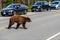 Dangerous wildlife encounter with an american black bear Ursus americanus coming out of the woods, and running through the road