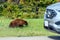 Dangerous wildlife encounter with an american black bear Ursus americanus coming out of the woods, and running through the road