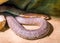 Dangerous wildlife reptile portrait of a black mamba snake a very venomous snake specie