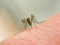 Dangerous Zica virus aedes aegypti mosquito on human skin