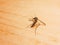 Dangerous Zika virus aedes aegypti Dead mosquitoes