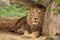 Dangerouse lion Panthera leo lying in the shade and resting