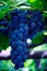 Dangling cluster of bright blue, ripe Isabella grapes