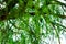 Dangling fronds of staghorn fern tree with tender green leaves, clear sky, soft daylight