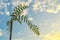 the dangling leaves of the star fruit plant against the background of a cloudy evening sky