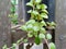 dangling plant leaves in wood