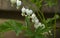 Dangling White Bleeding Heart Plant Blooming in the Spring