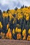Daniels Summit autumn quaking aspen leaves by Strawberry Reservoir in the Uinta National Forest Basin, Utah, along Highway 40