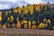 Daniels Summit autumn quaking aspen leaves by Strawberry Reservoir in the Uinta National Forest Basin, Utah, along Highway 40