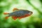 Danio margaritatus Freshwater fish, celestial pearl danio in the aquarium, is often as often referred as galaxy rasbora or Microra