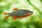 Danio margaritatus Freshwater fish, celestial pearl danio in the aquarium, is often as often referred as rasbora galaxy or Microra