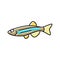 danios fish color icon vector illustration