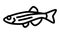 danios fish line icon animation