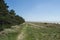 Danish Beach and Forest Landscape Scenery