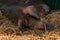 Danish duroc pigs sleeping in pen on livestock farm