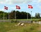 Danish flags