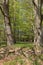 Danish forest at spring, Zealand, Denmark