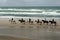 Danish horses on the beach